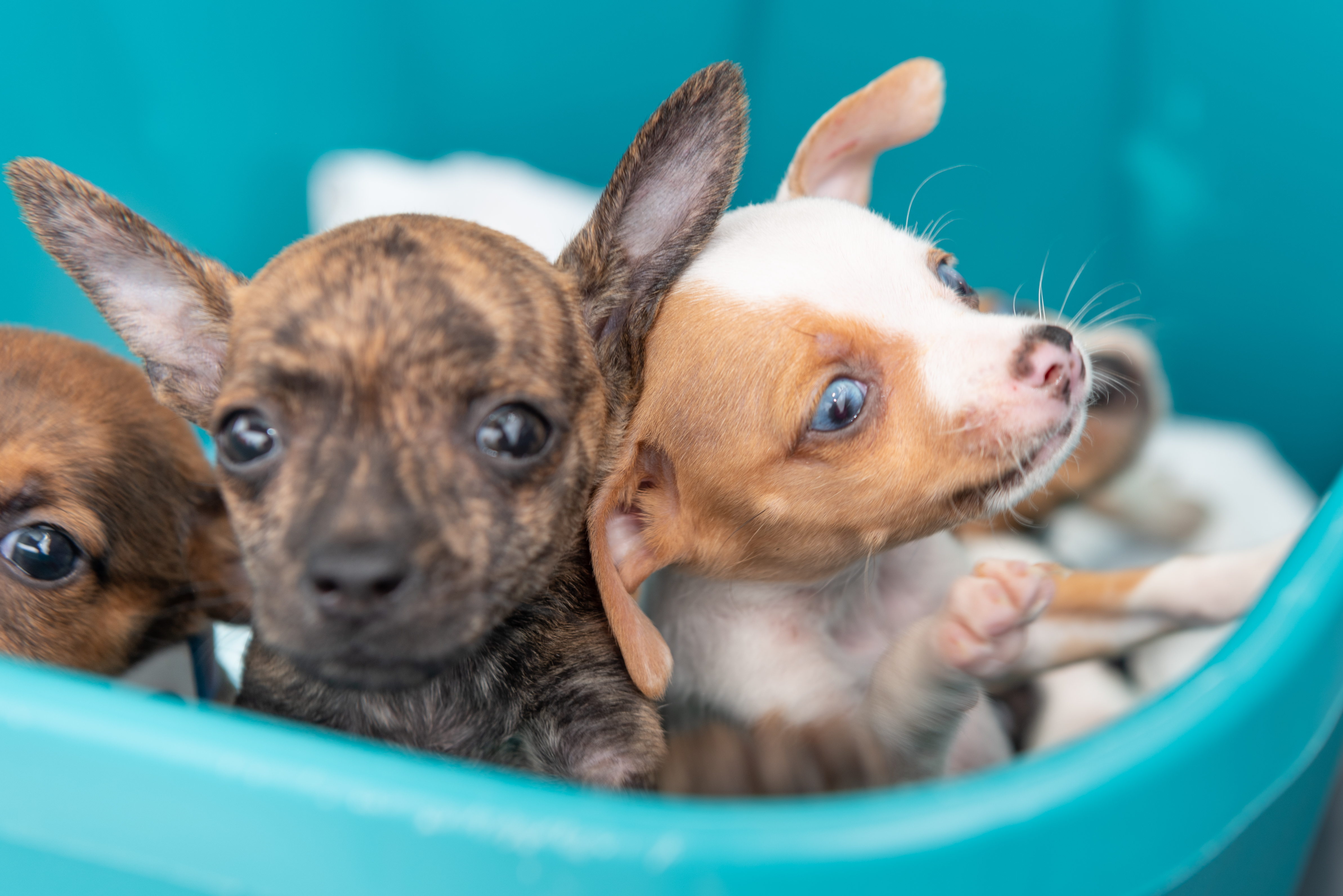 2019.06.25 Puppies transfer to rescue partner-14.jpg