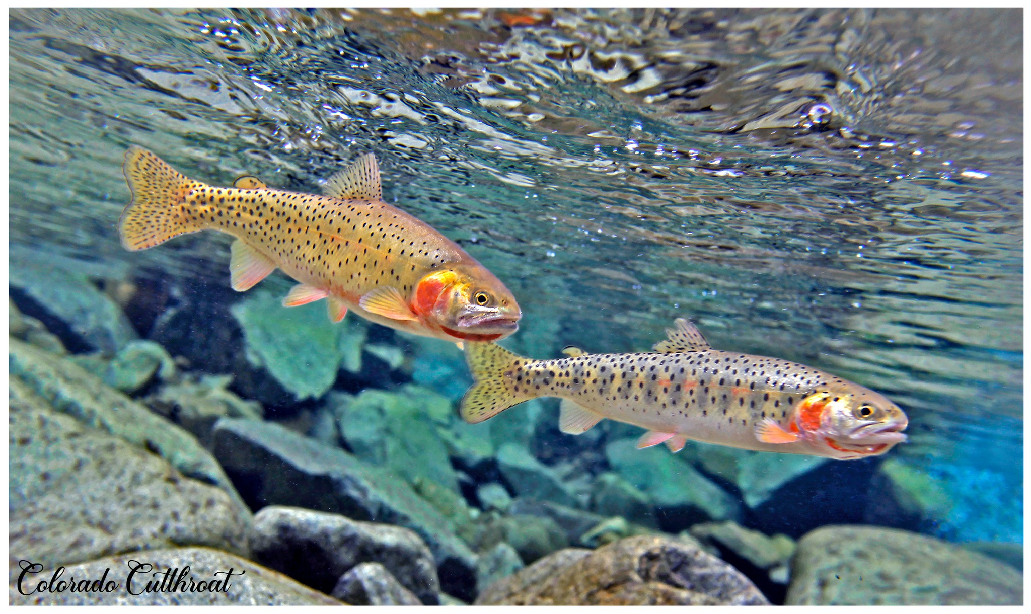 Green cutthroat trout_Fish Eye Guy Photography