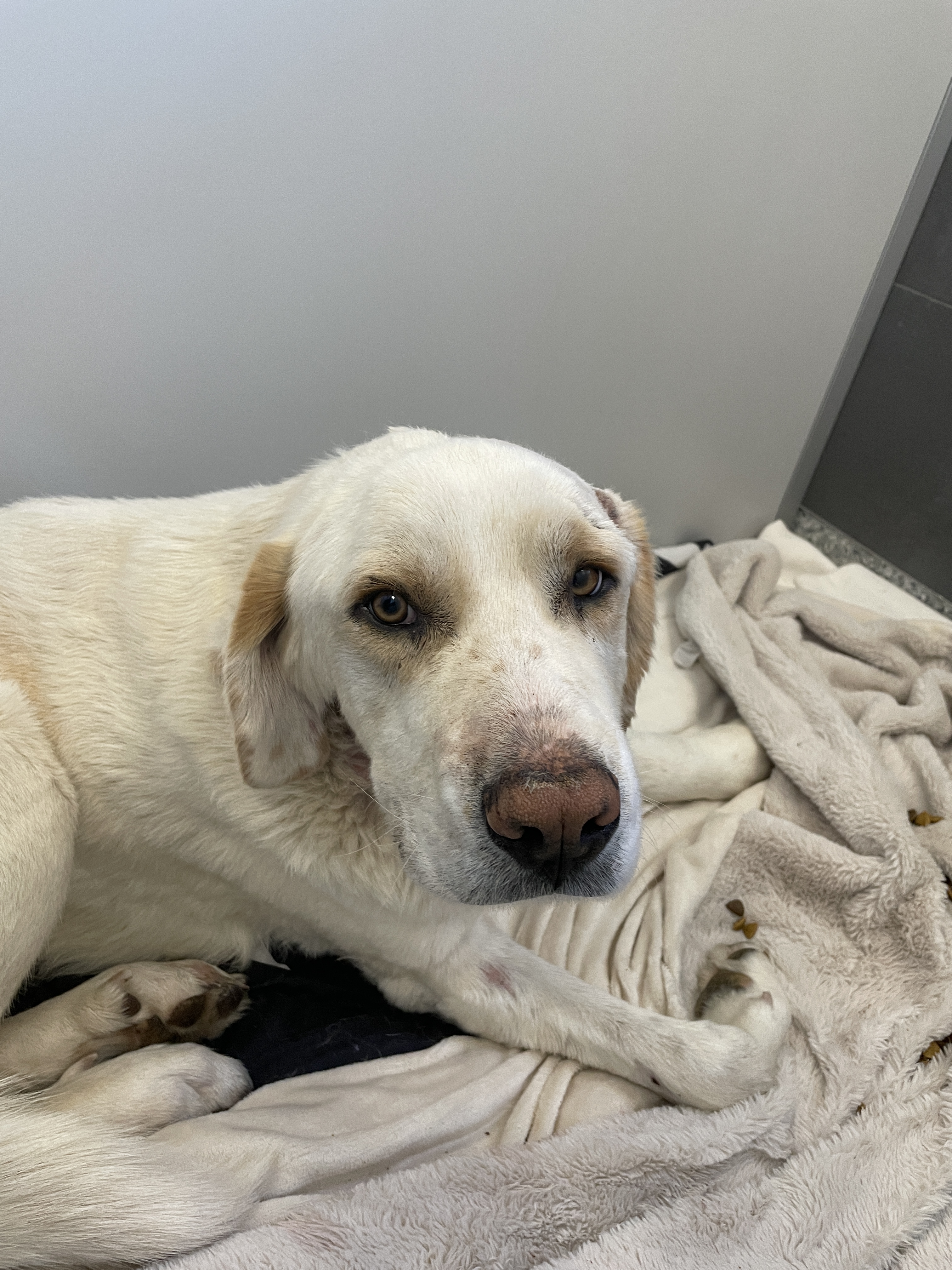 Boulder police searching for owners of dog that was attacked by coyote