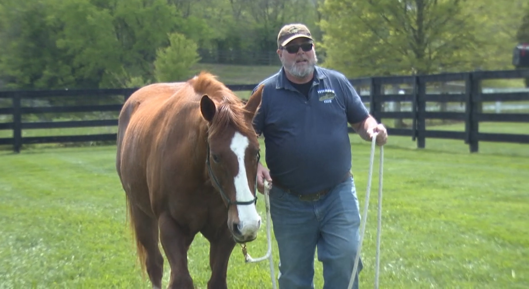 Horsess.jpg