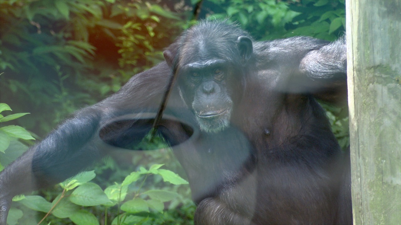 John Ball Zoo Chimp