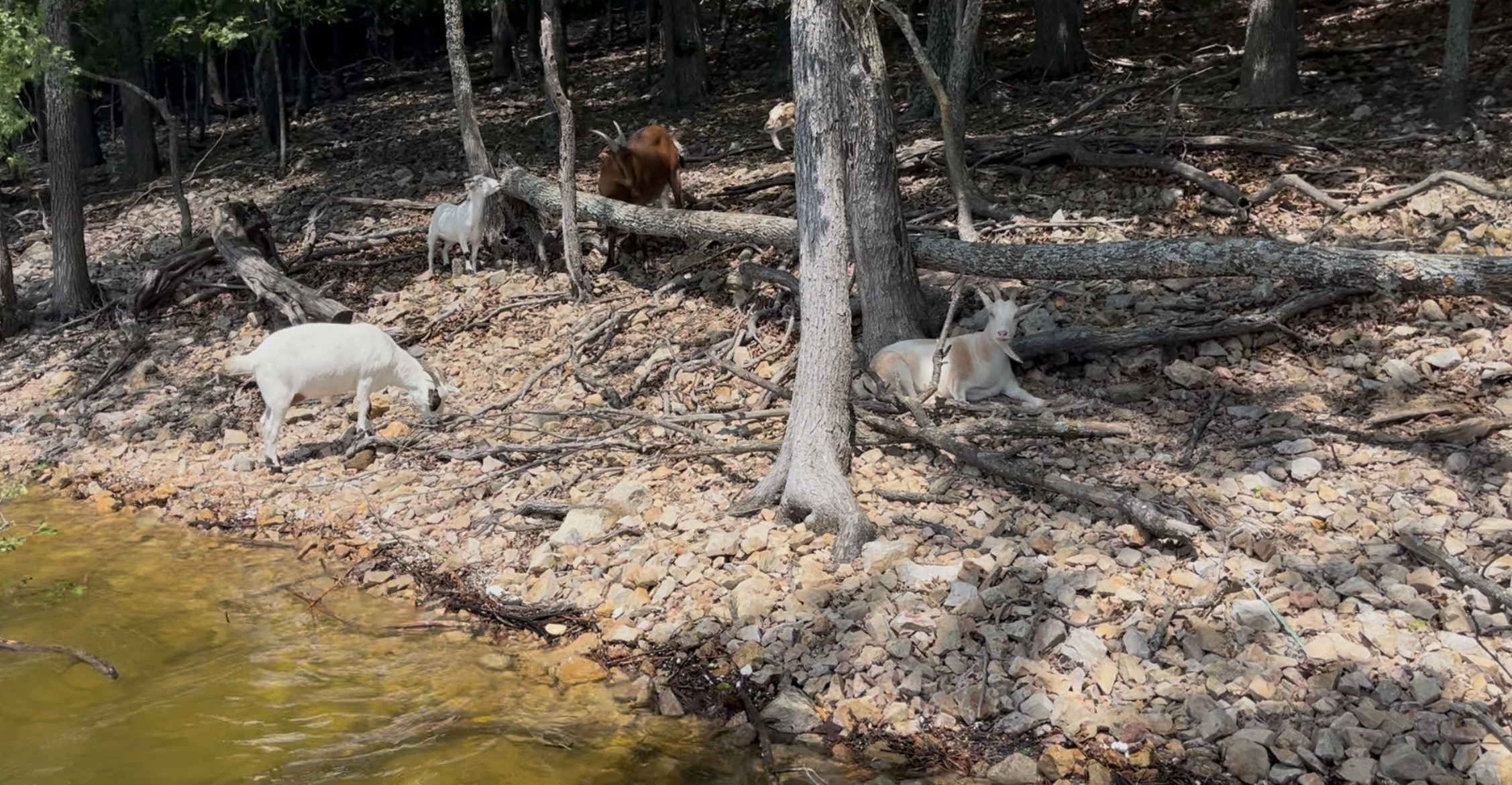 GOAT ISLAND