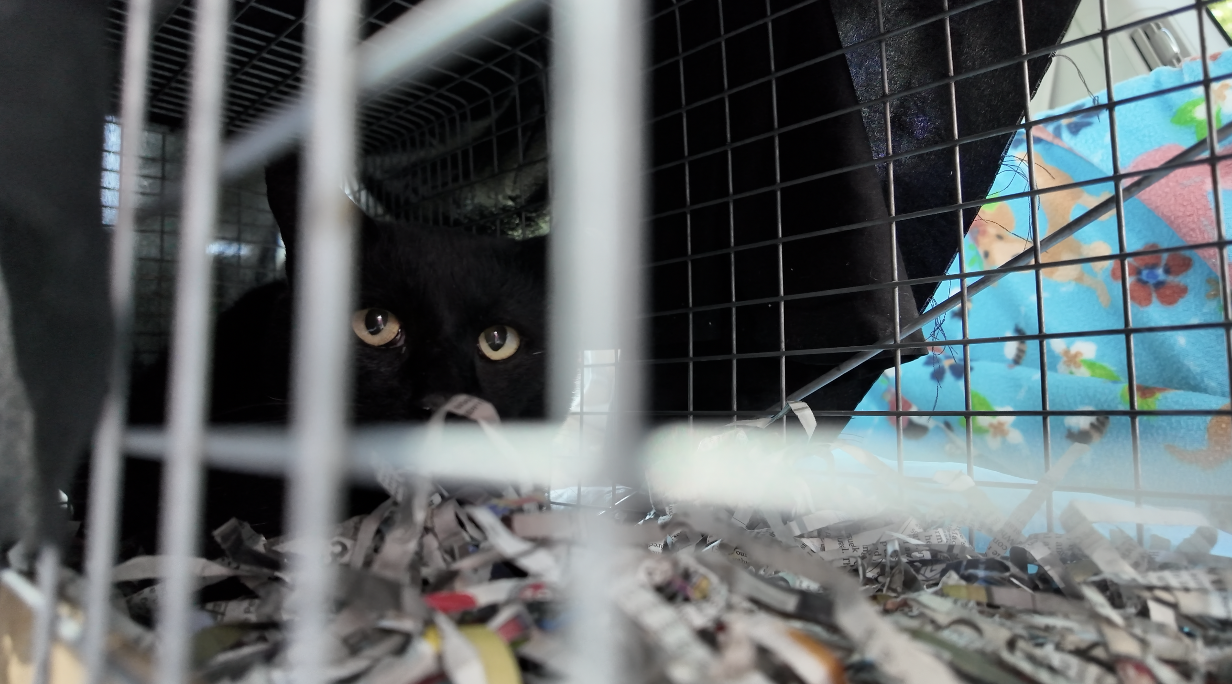 Black Cat in Cage