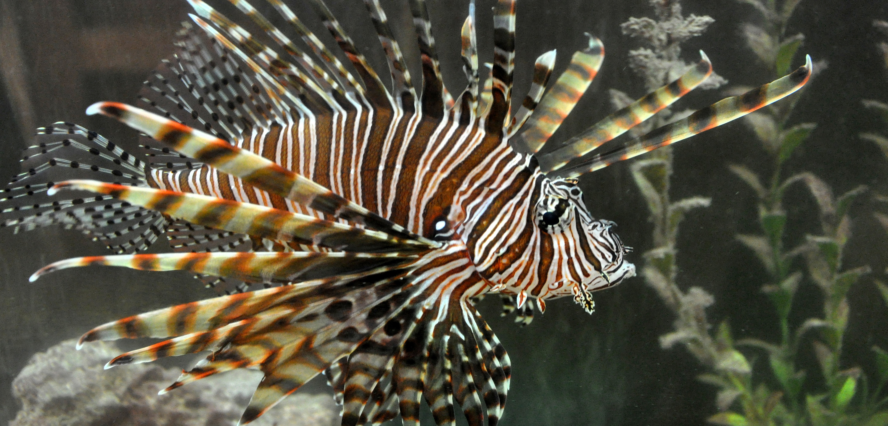 lionfish.jpeg