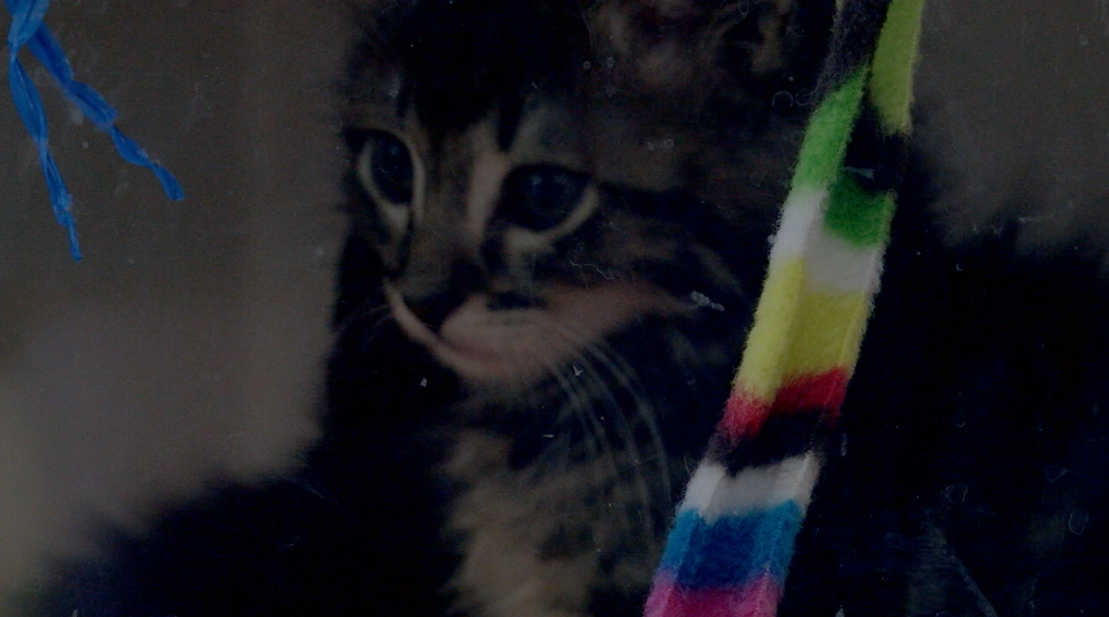 KITTEN AT SD HUMANE SOCIETY.png