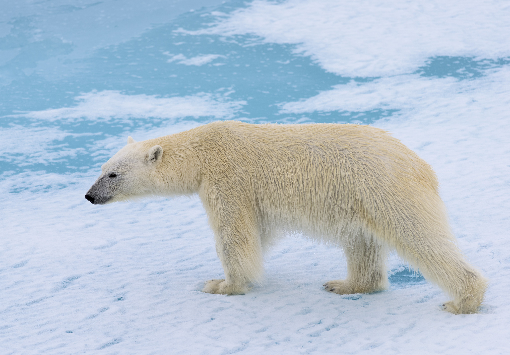 Polar bear