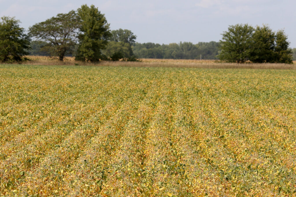 Soybeans