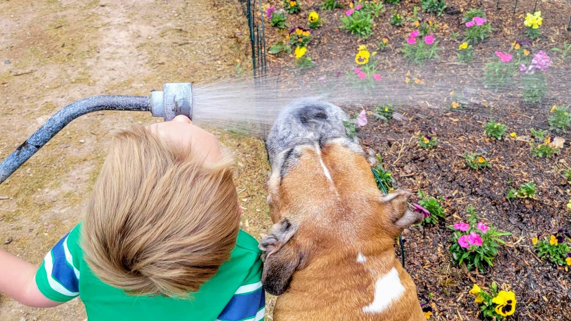 Dog days of summer