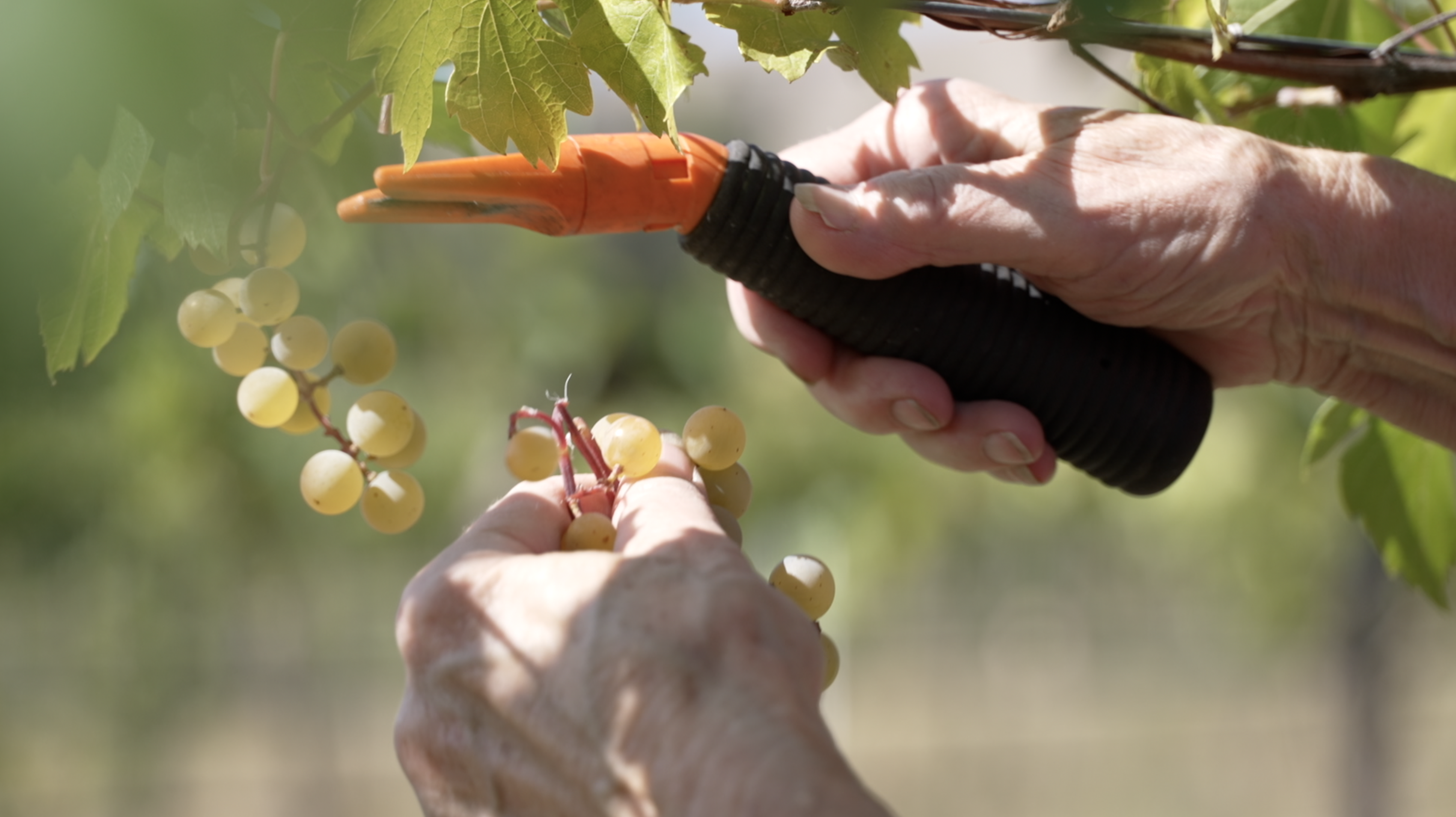 Ten Spoon Community Grape Harvest