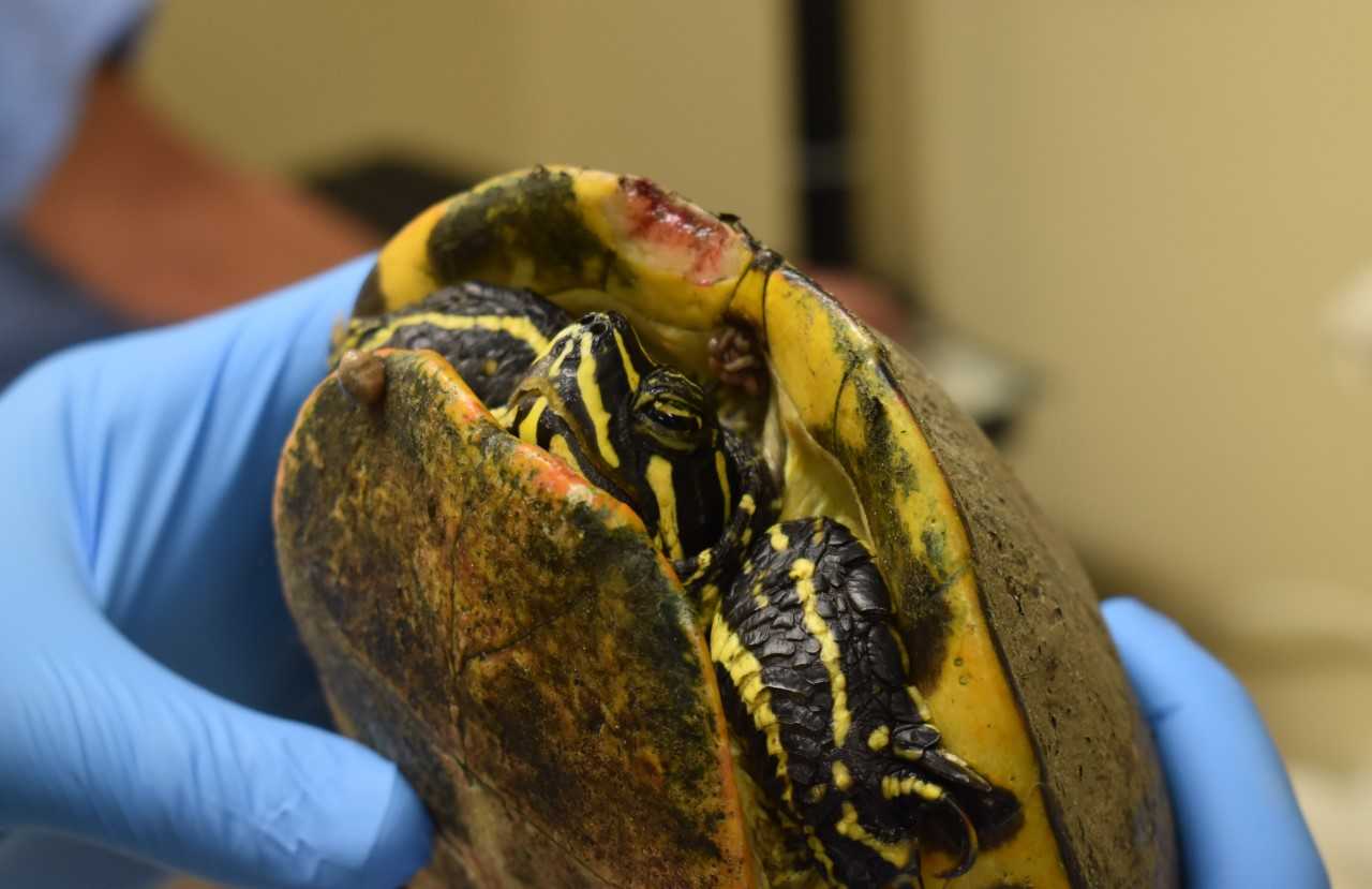 Injured turtle at CROW 3-13-19.jpg