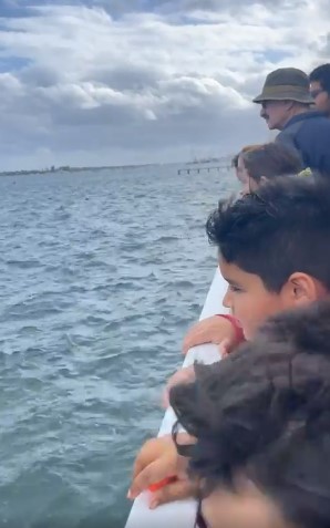 Crowd looks for manatees during FPL's ManateeFest in West Palm Beach.
