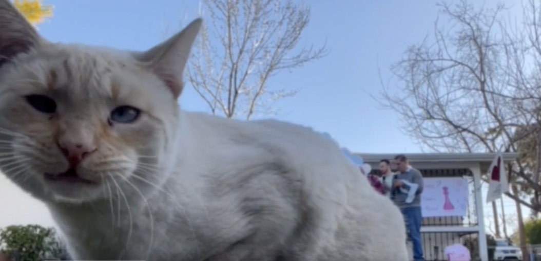 Screen Shot 2023-03-10 at 9.08.21 AM.png