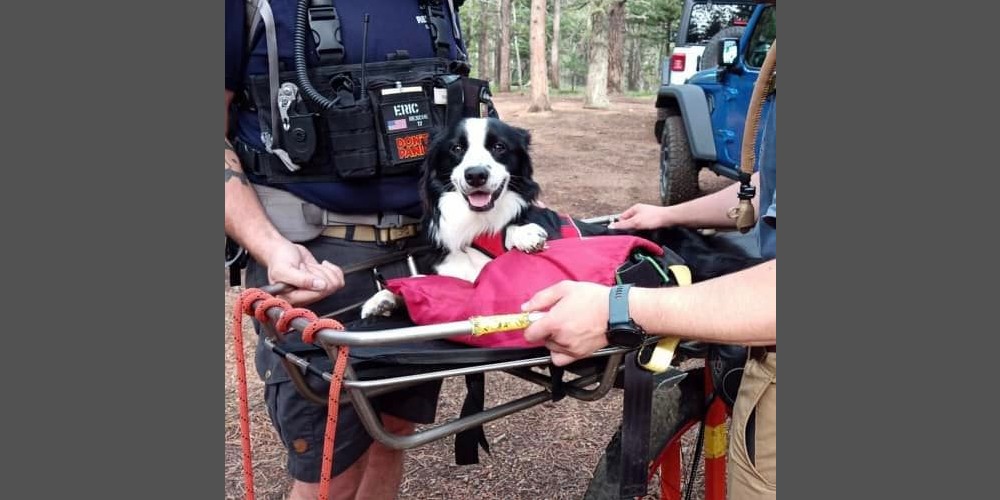 elpaso dog rescue.jpg