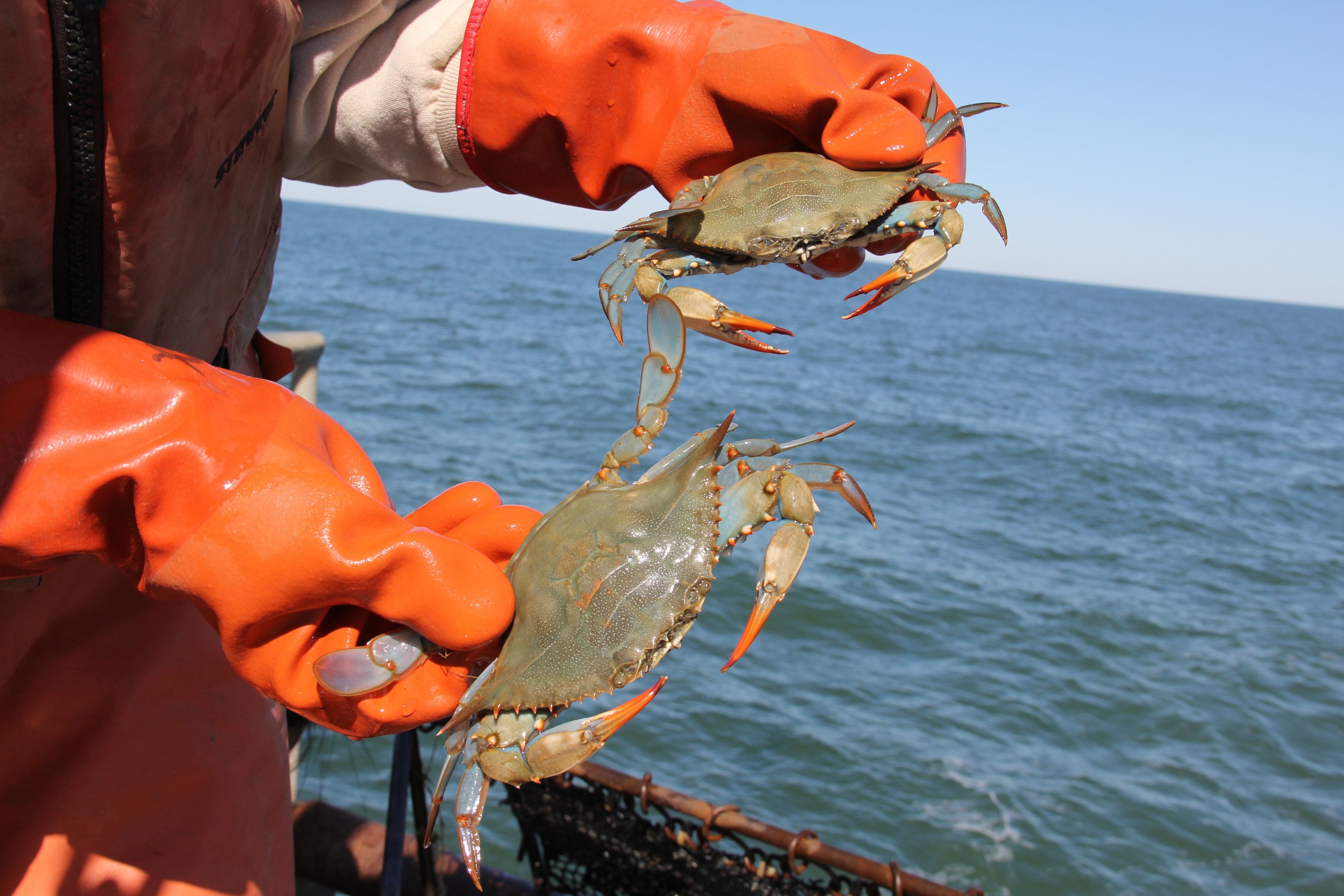 Blue Crab CBF 2.JPG