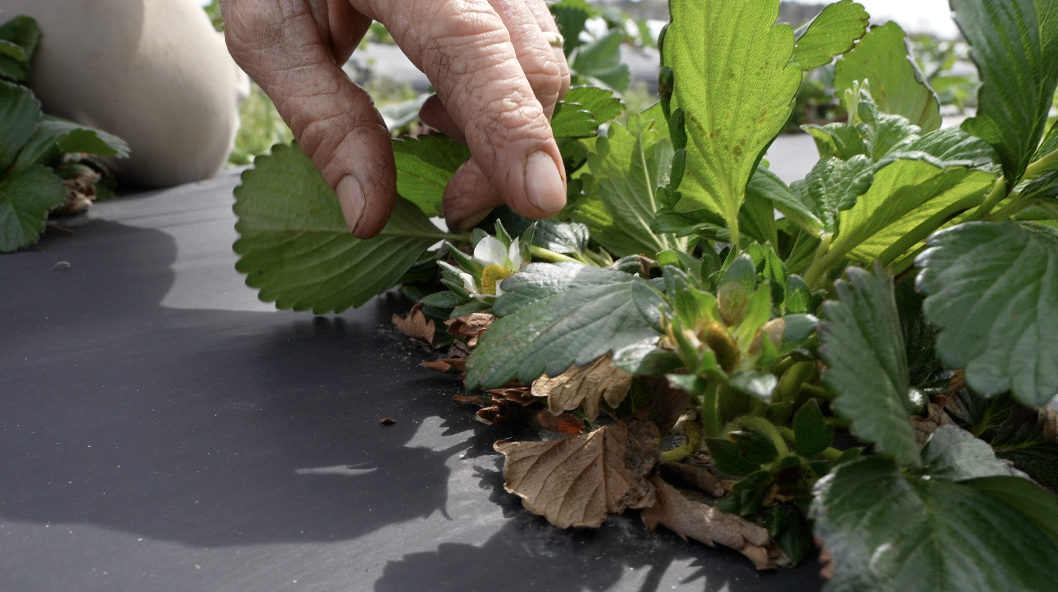 Pungo farmers face roller coaster growing season amid shifting weather