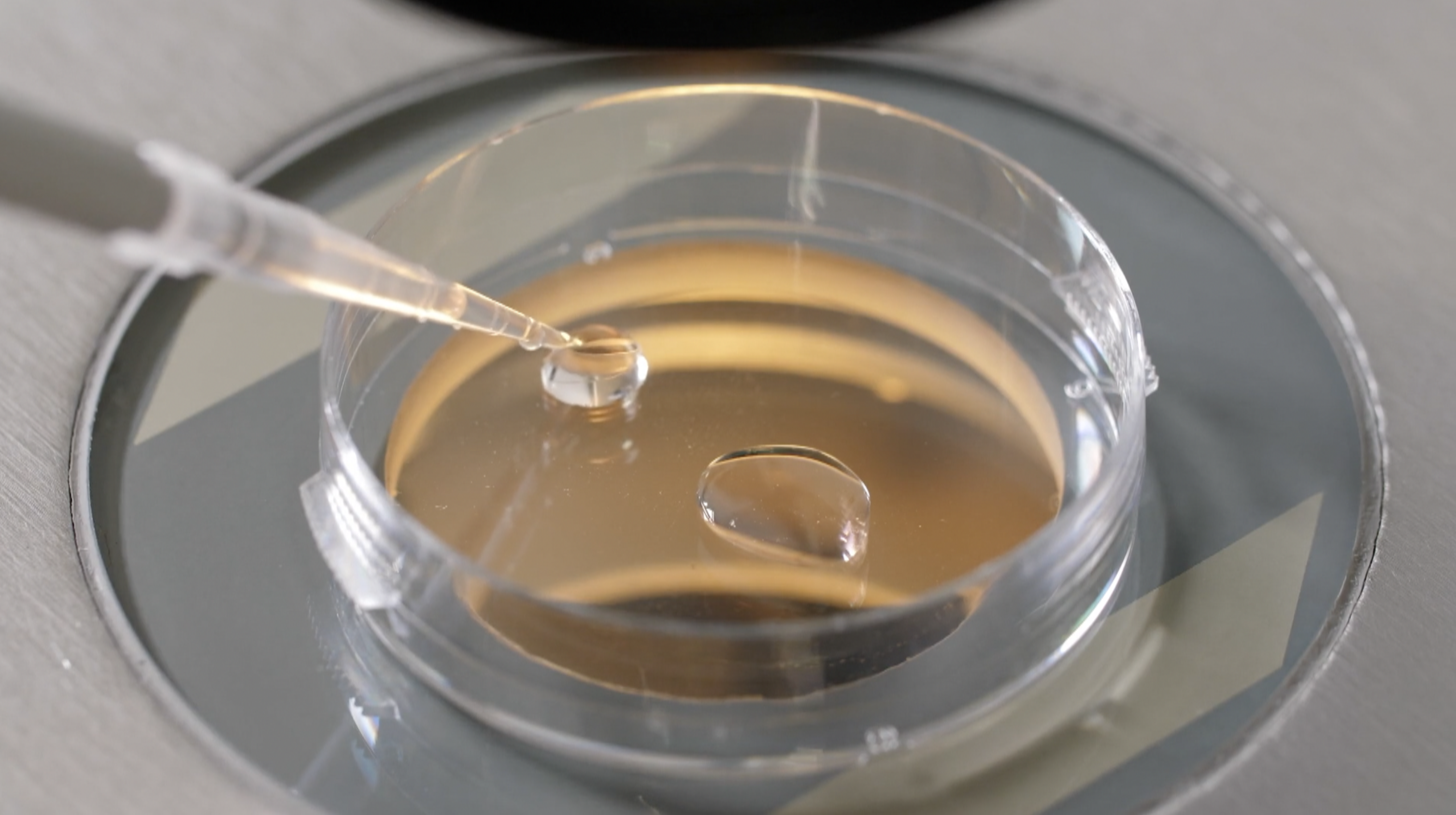 IVF generic