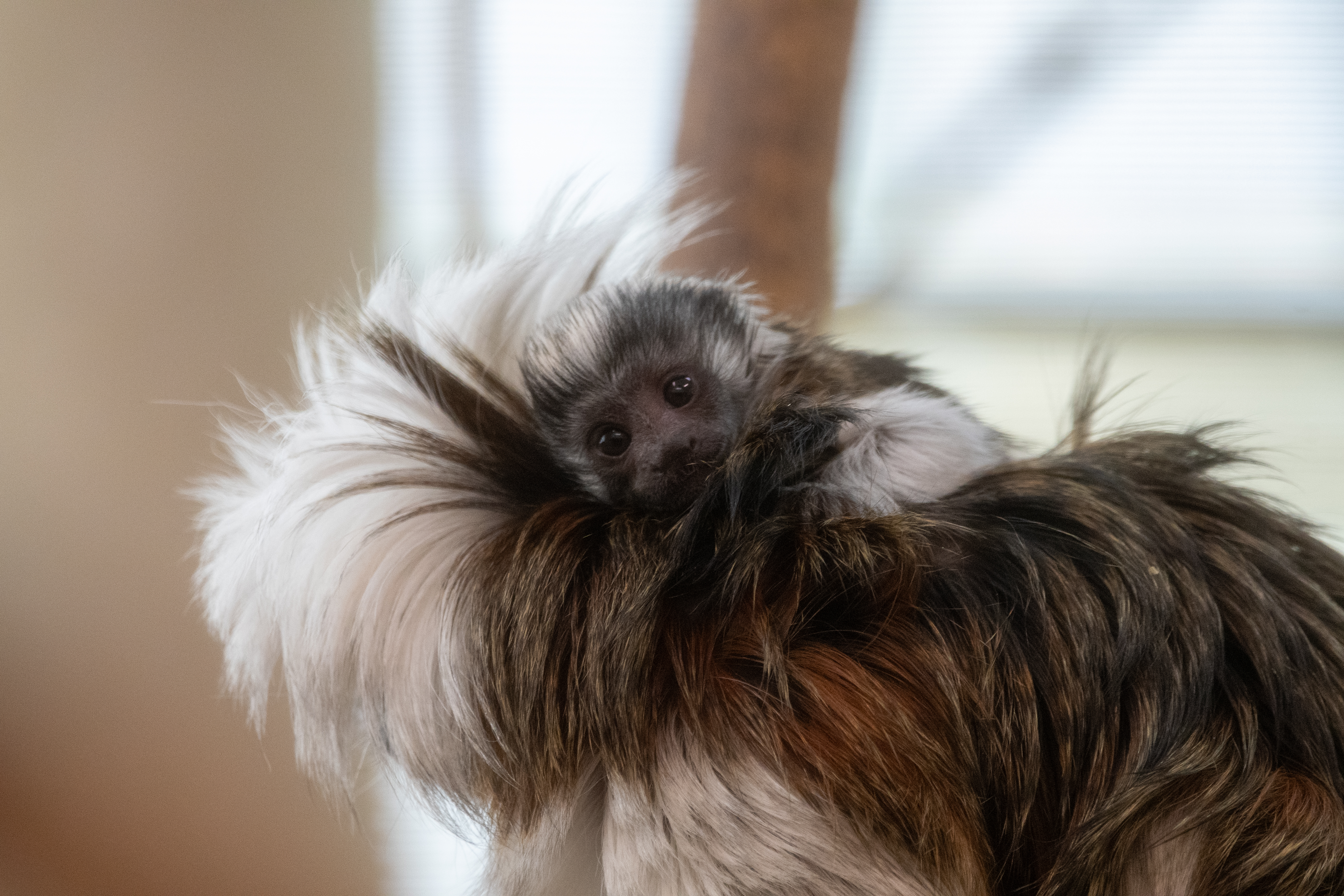 Baby tamarin