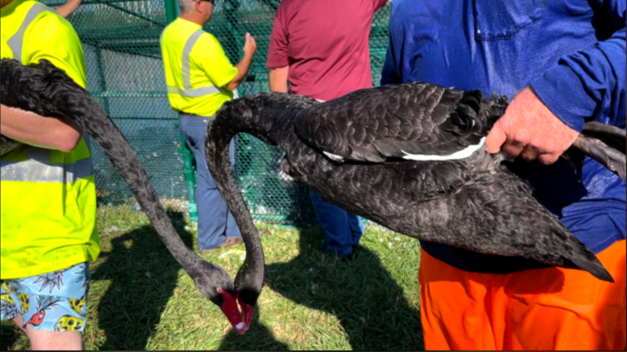 Lakeland swans find forever homes with buyers from across the state