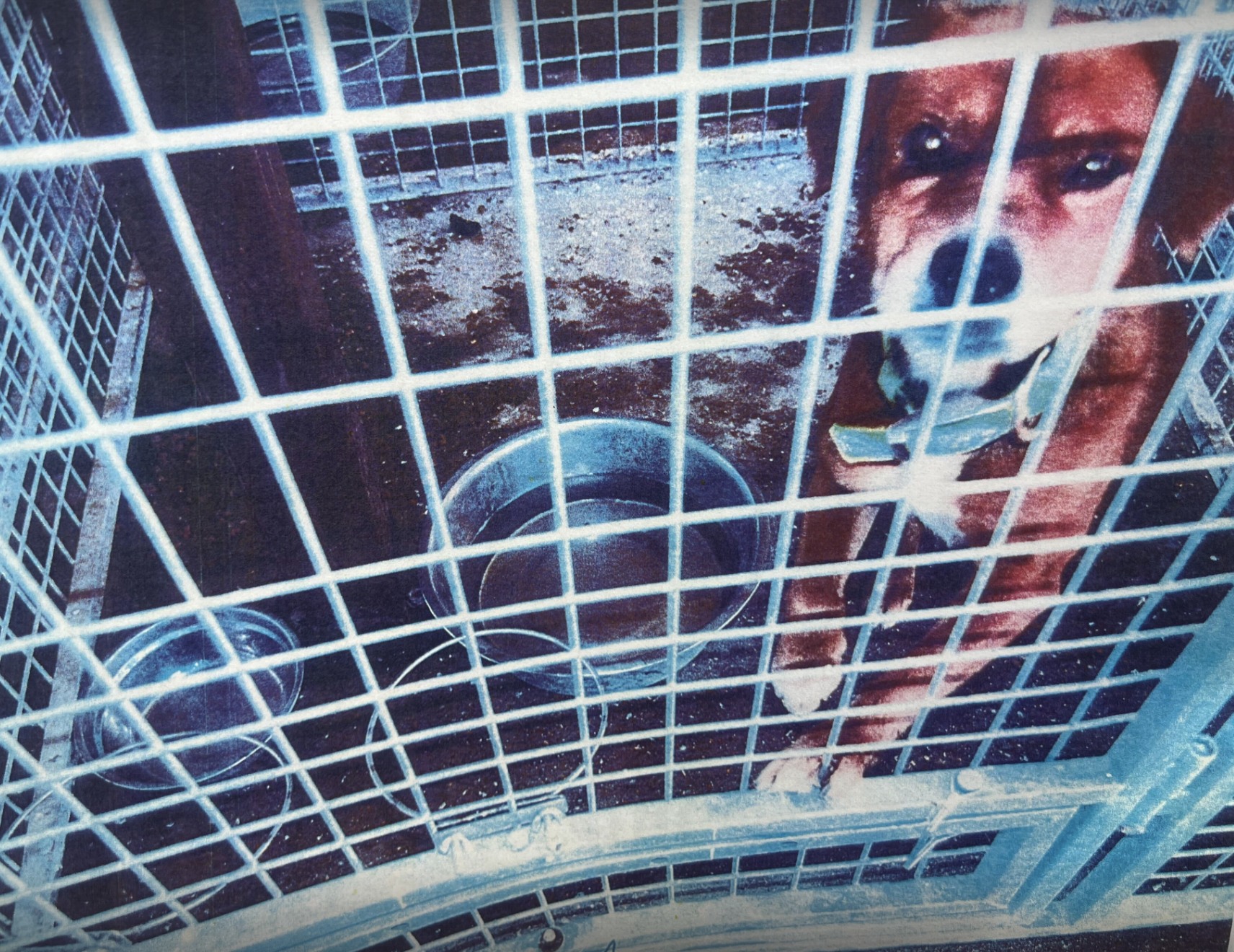 Marlin Animal Shelter investigation
