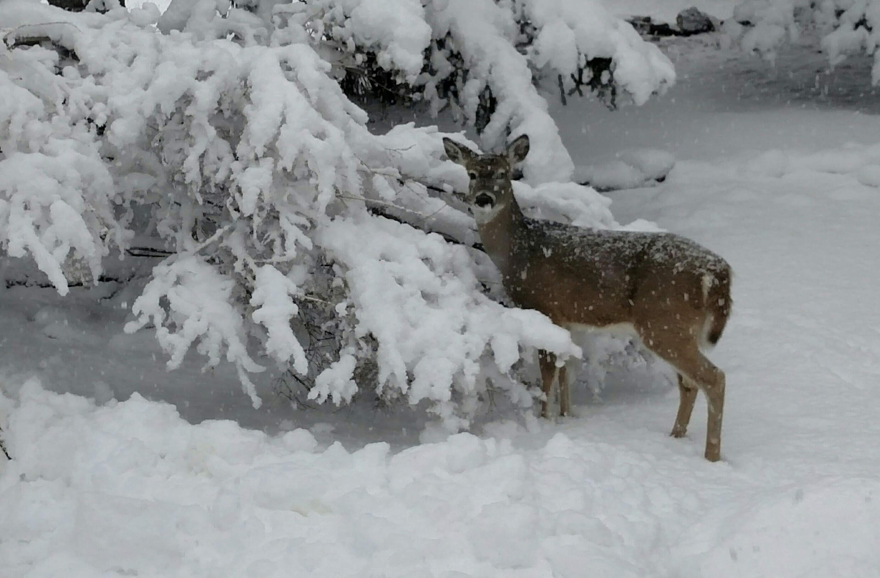 RL animals + snow 3.jpg