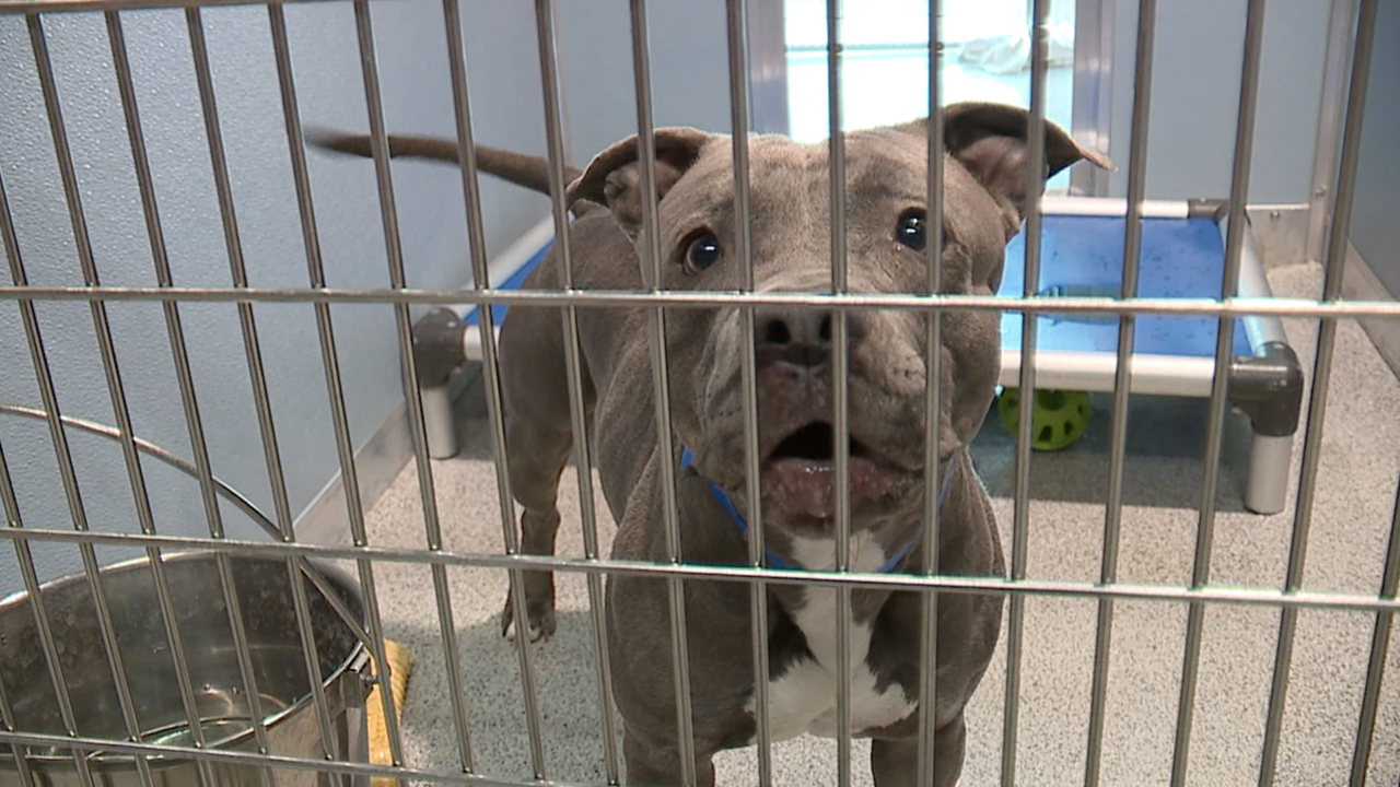 dog-for-adoption-at-Humane-Society-of-Tampa-Bay-WFTS-JULIE.png