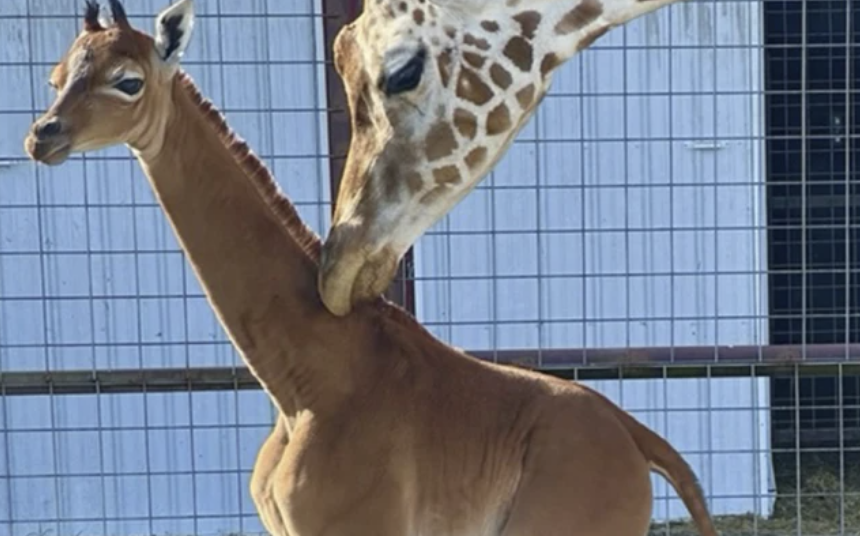 Rare spotless giraffe