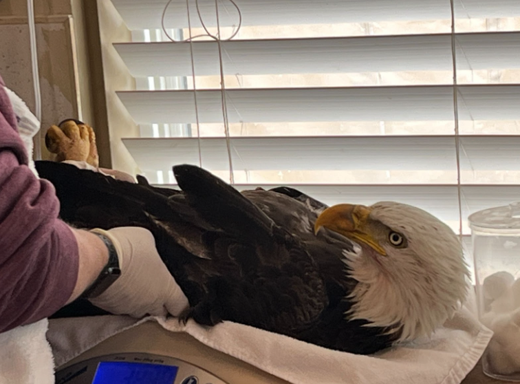 State wildlife officials investigating shooting of bald eagle at Croke Reservoir in Northglenn.jpg