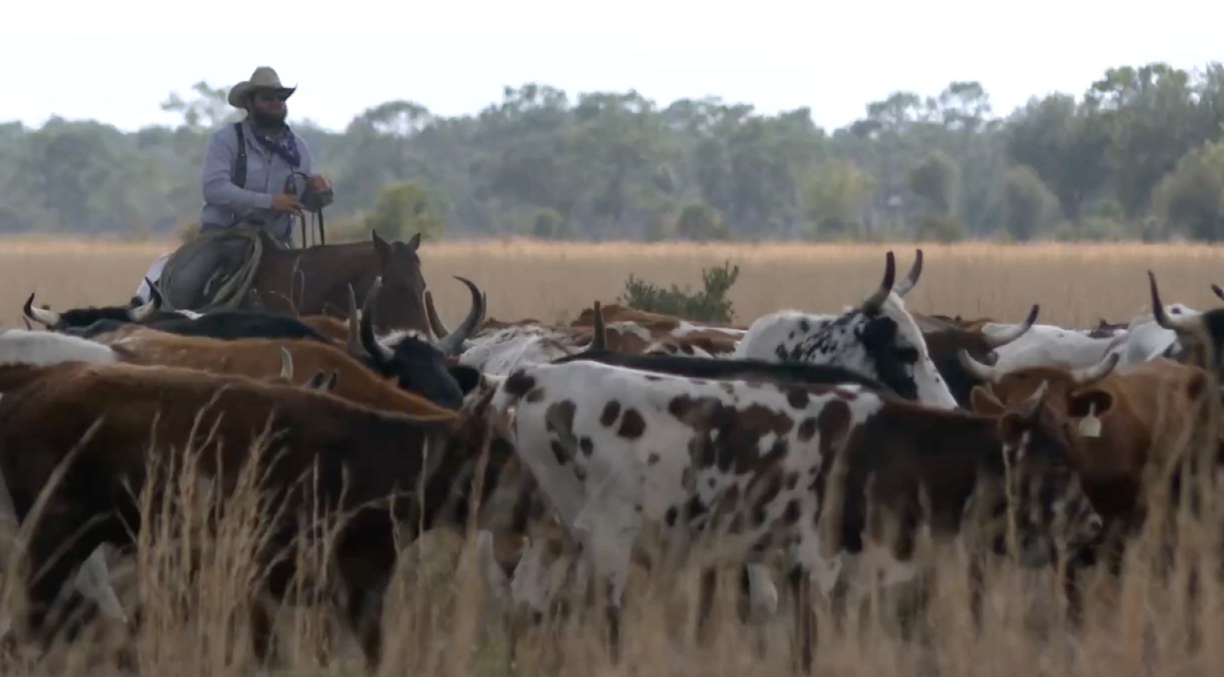  Florida cowboys drive 500 cattle 80 miles in rare Great Florida Cattle Drive.png