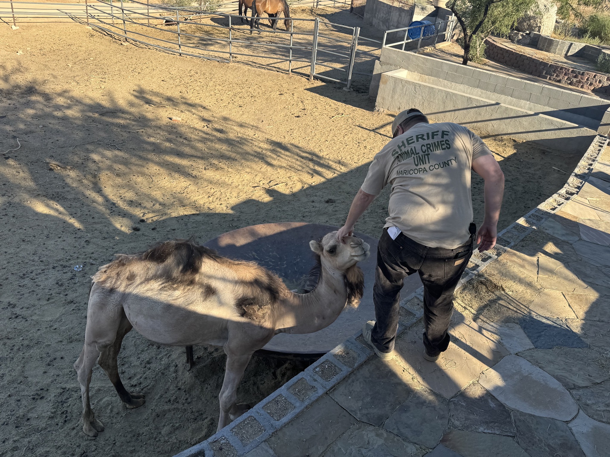 exotic animal rescue rio verde 
