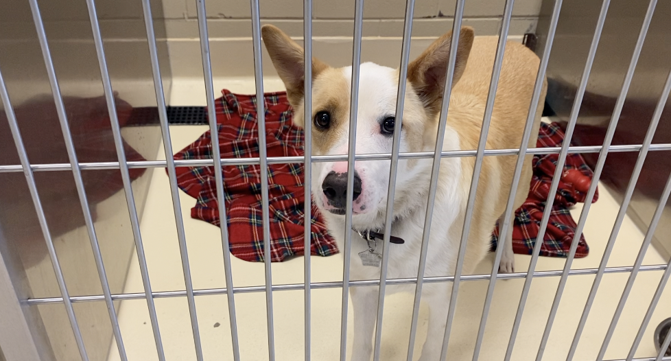 Screenshot 2024-06-26 at 5.12.03 PM.png