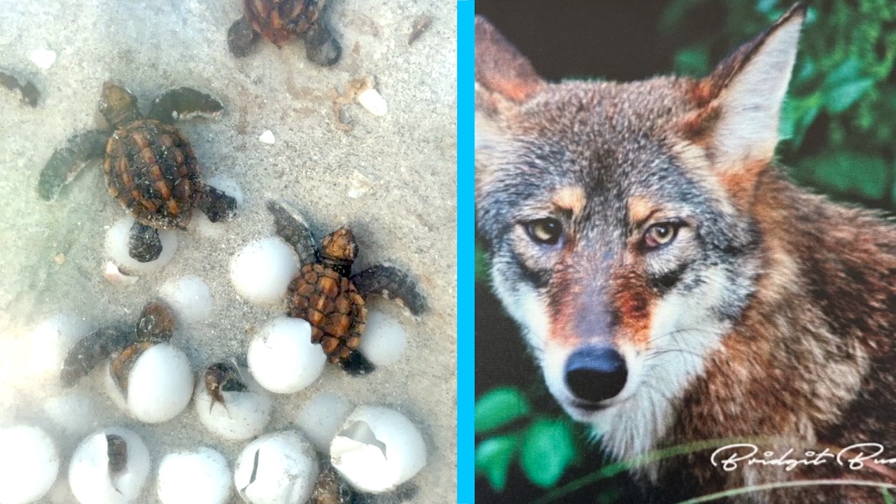 SANIBEL COYOTE DEPREDATION PLAN THUMBNAIL.jpg