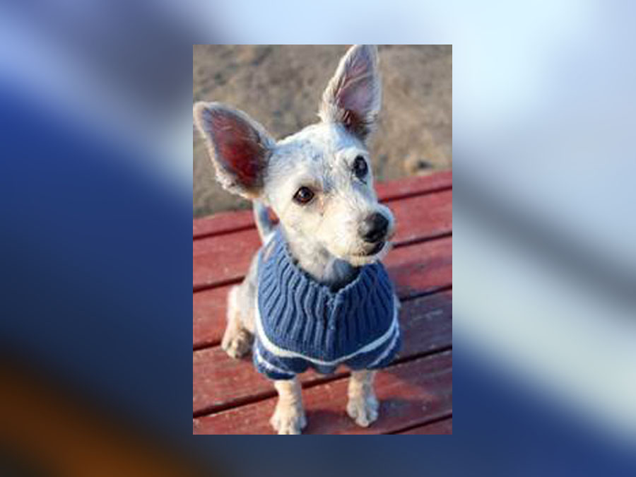 shelter_sweater3_012319.jpg