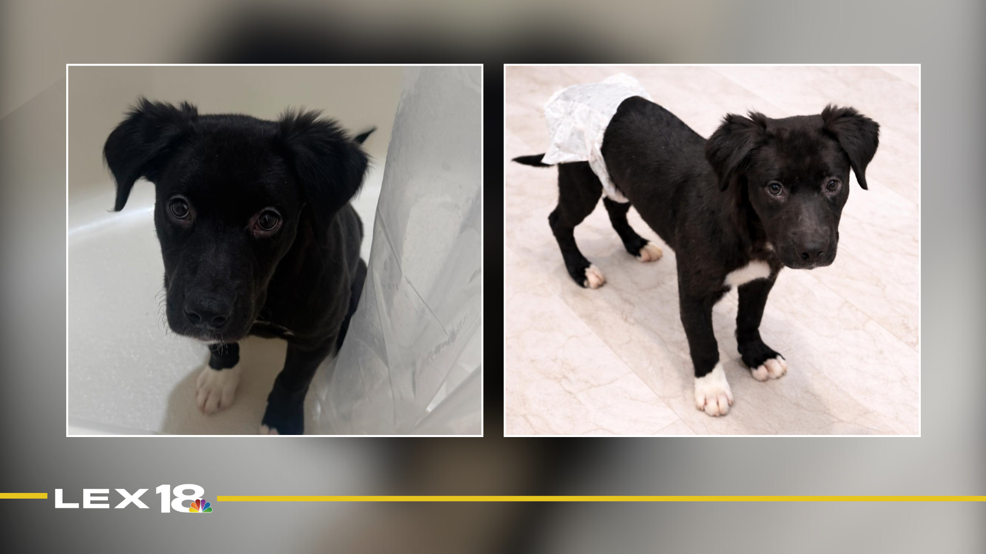 mugshot template  (74).png