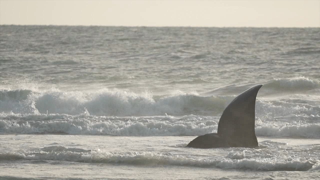 Waxler 6pm pkg Beached Whale.jpg