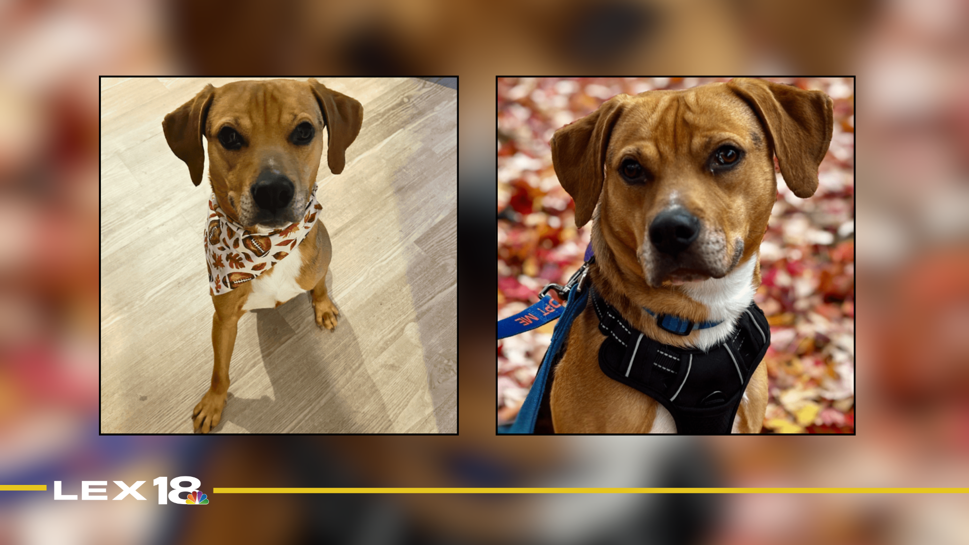 Featured Image Custom Edit.png