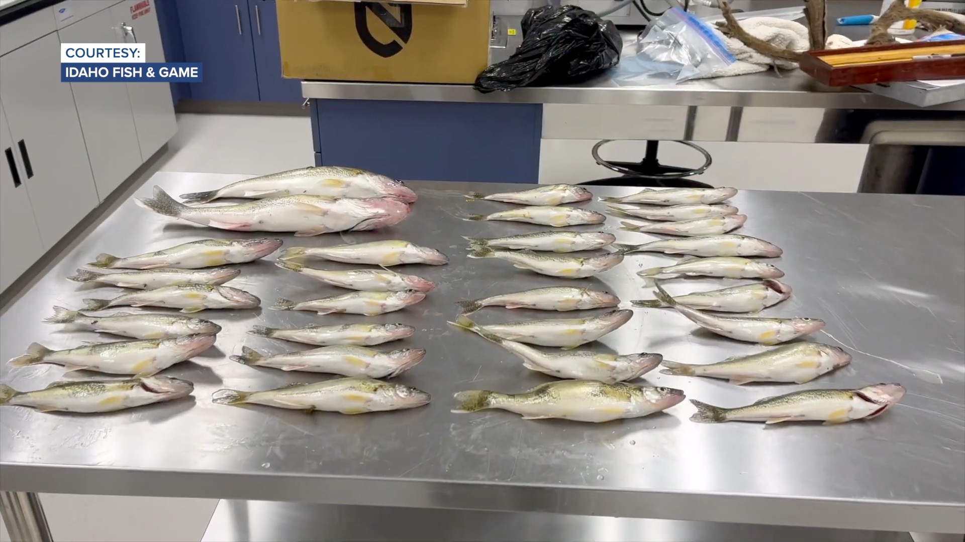 Idaho Fish and Game walleye