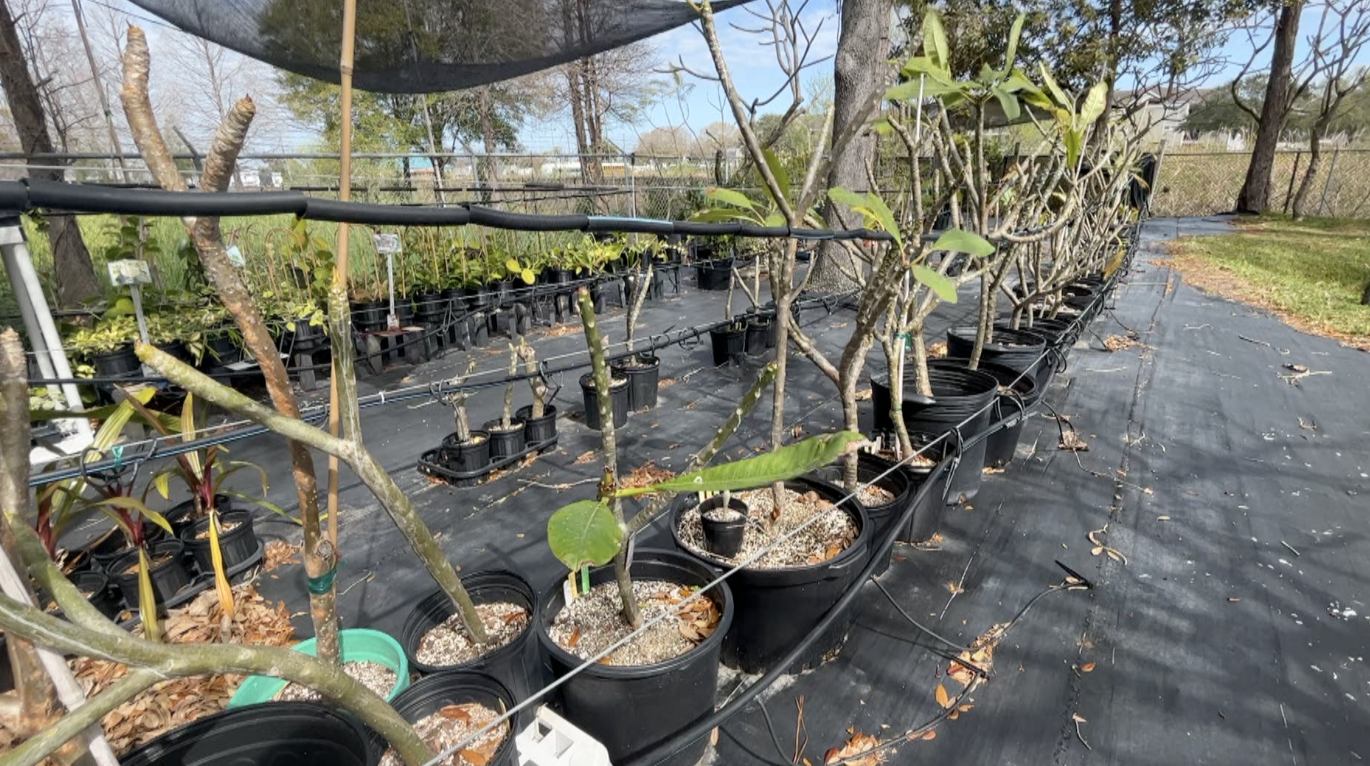 Plant nursery at ABC Pest Control