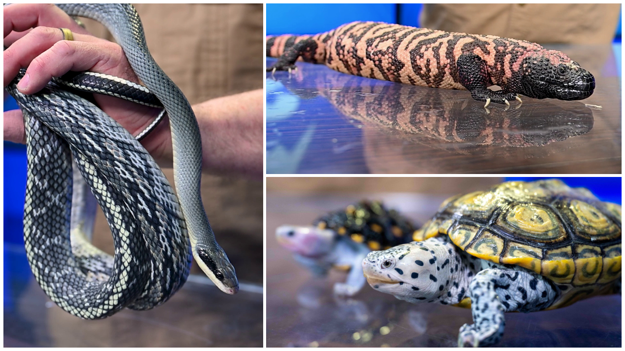 Big Sky Reptile Expo