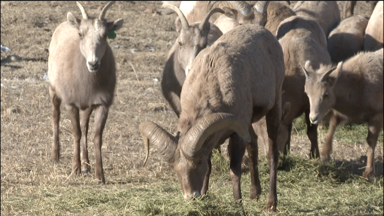 Rampart Range bighorn sheep herd
