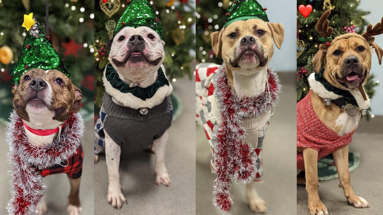 Untitled design (14).png