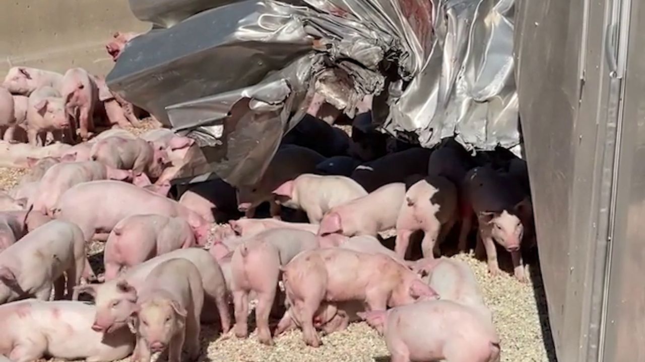Semi-trailer hauling pigs crashes near Wolf Creek