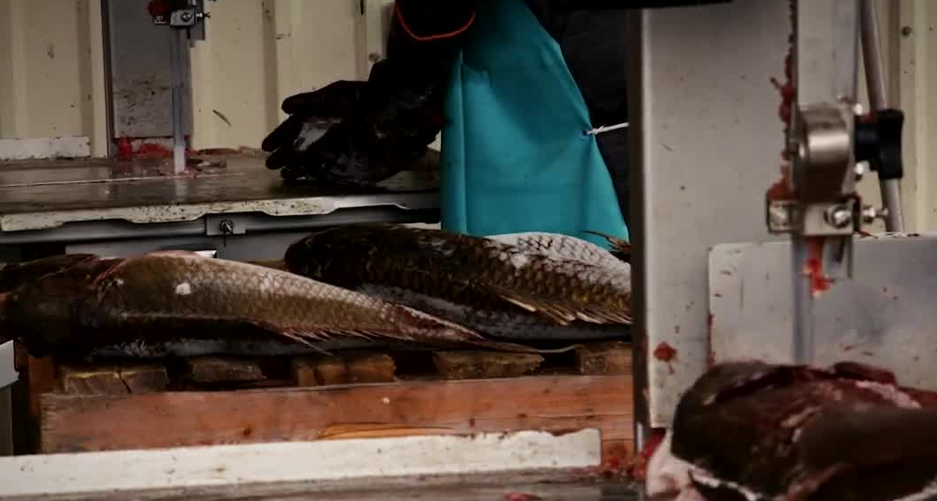 bait fish crawfishing.PNG