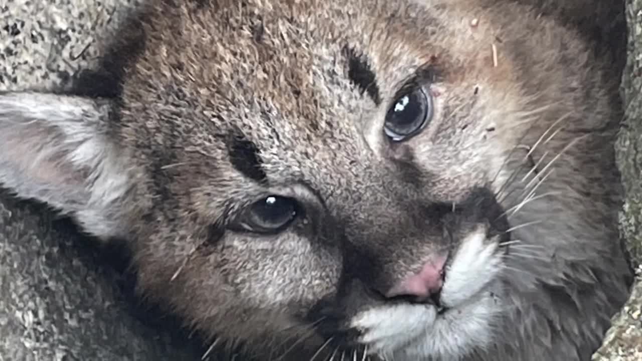mountain lion cargill.jpg
