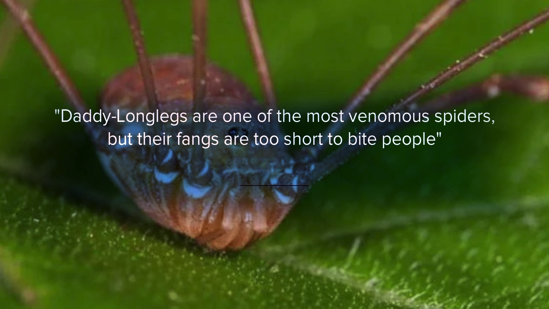 Debunking the myths about daddy long-leg spiders
