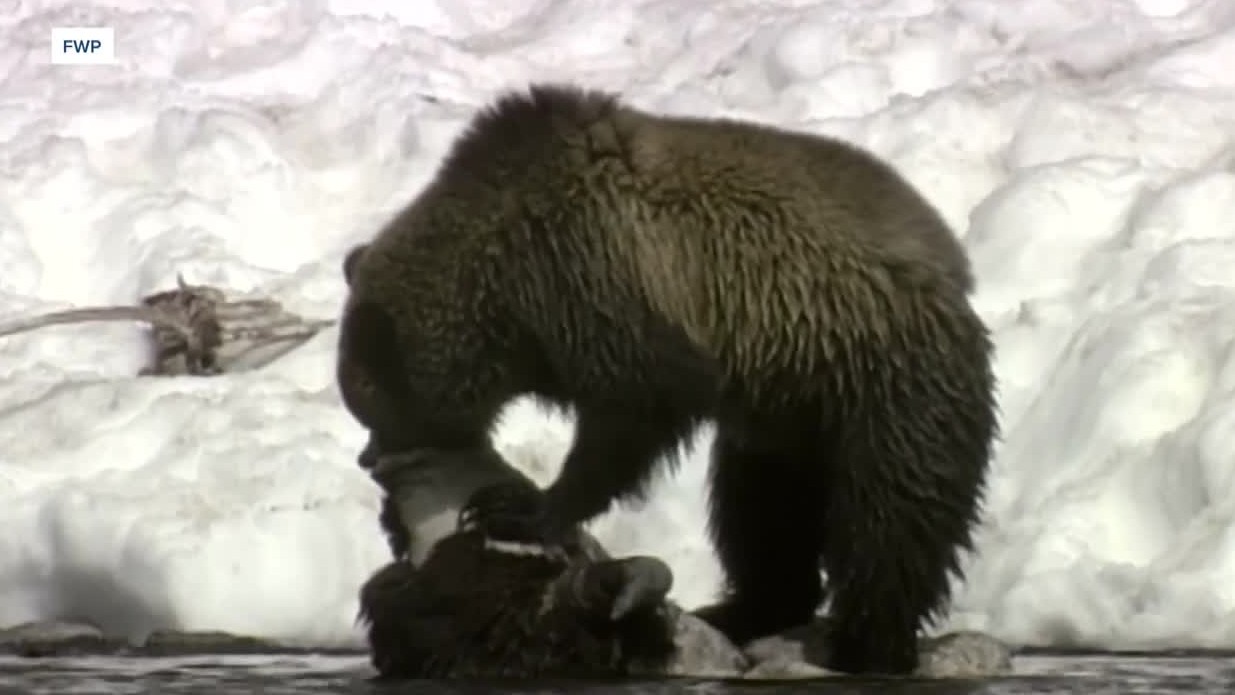 grizzly eating winter.jpg
