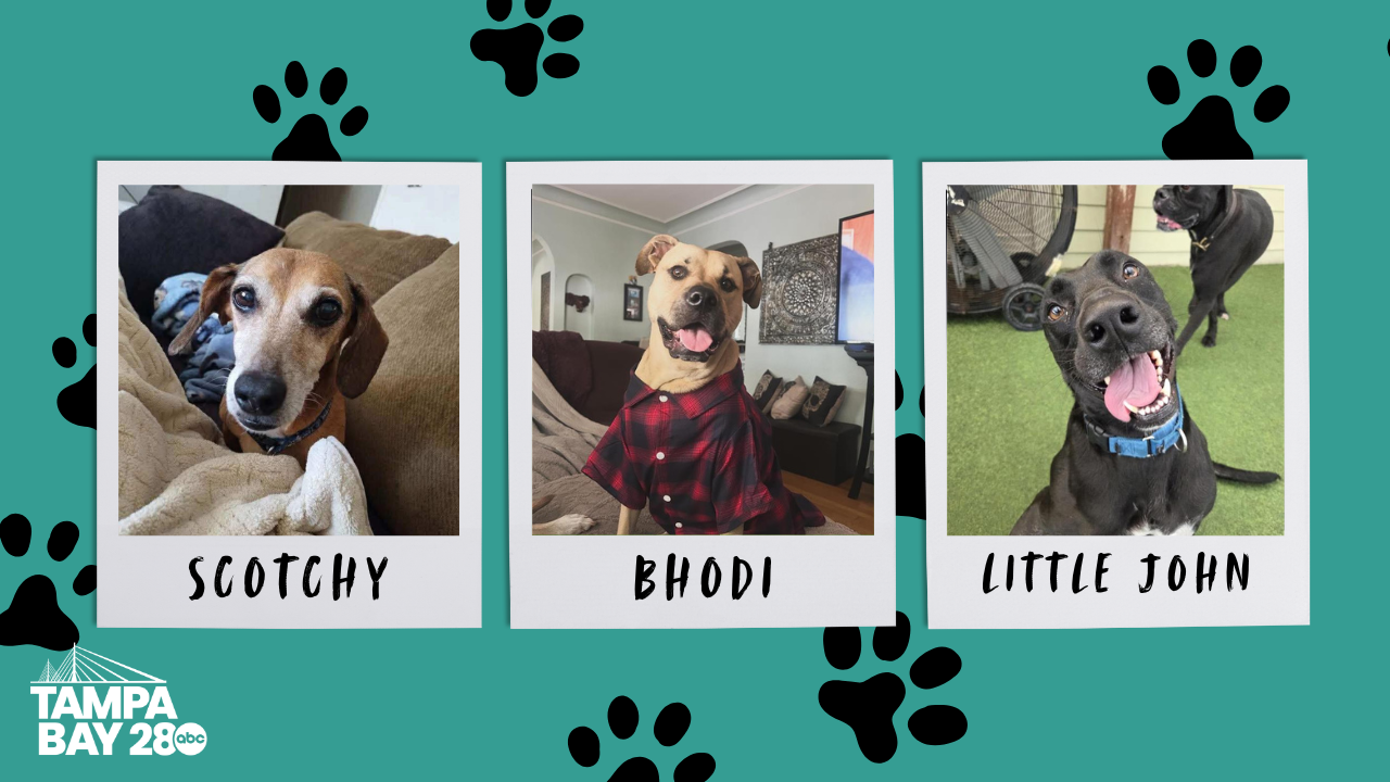 Tampa Bay 28 - Rescues in Action.png