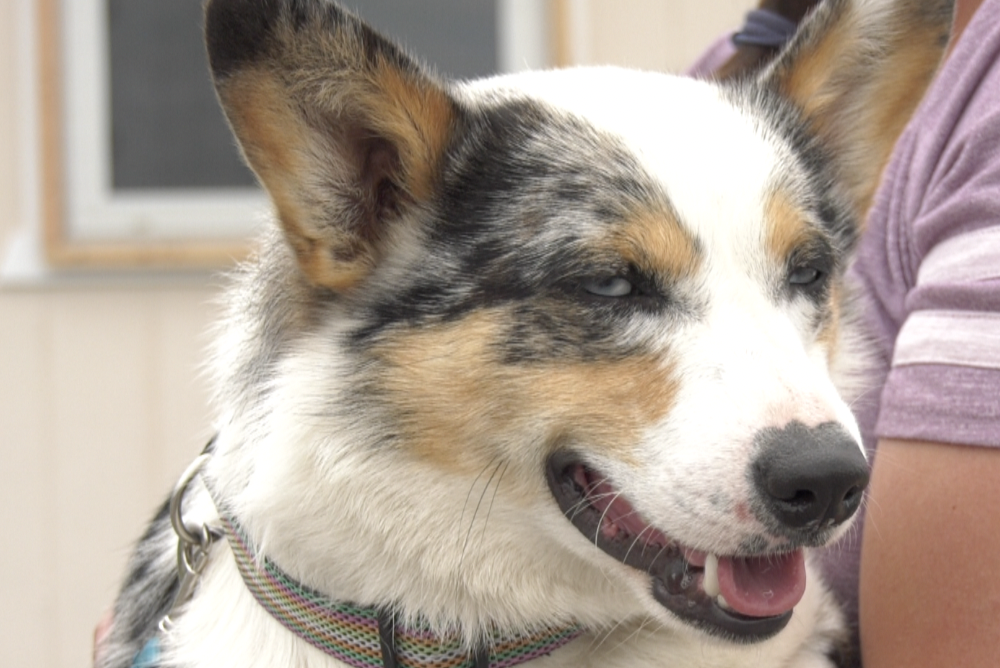 P.A.W.H.S. Animal Shelter in Deer Lodge 