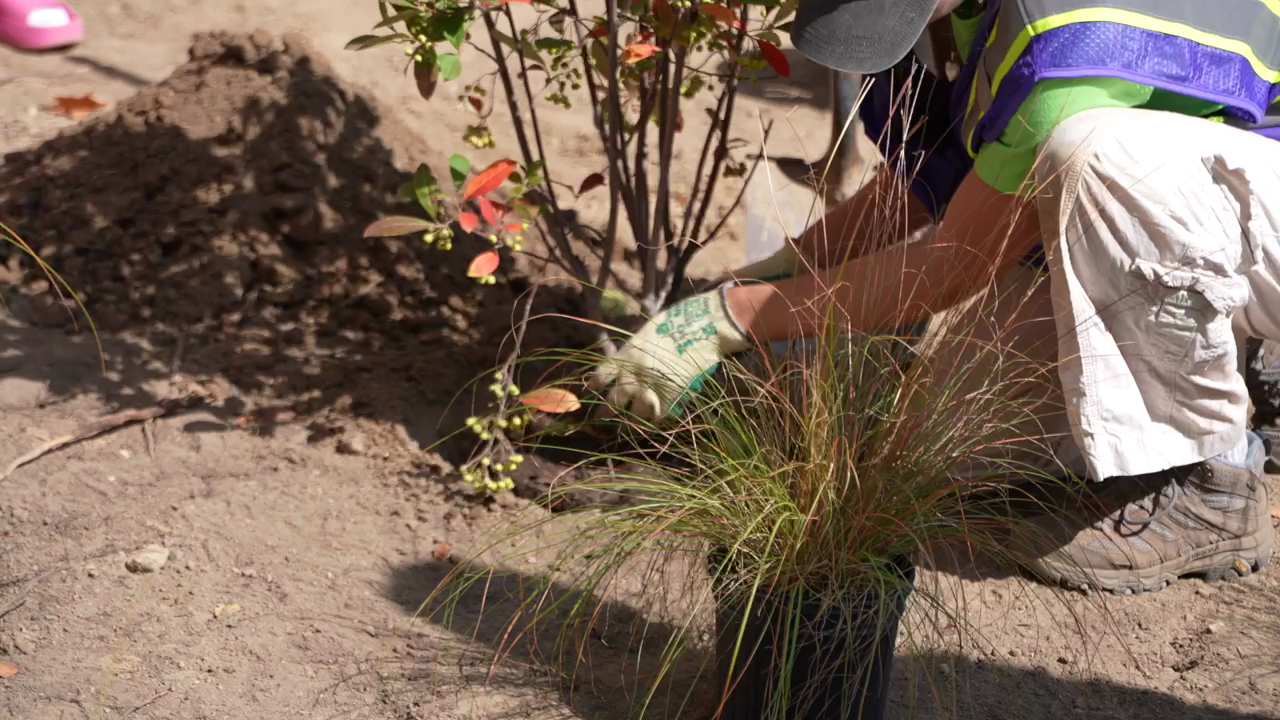 Neighbors planted almost 150 plants at Fantasy Forest 2.0 Tuesday
