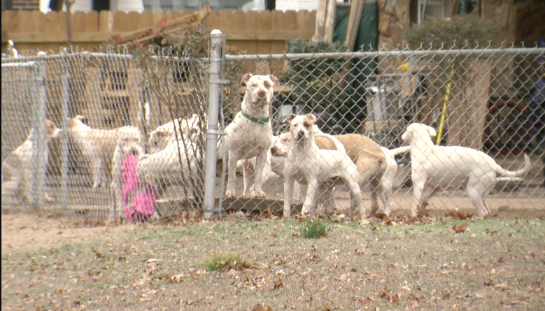 Hoarding case illustrates Tulsa’s weak pet ordinances