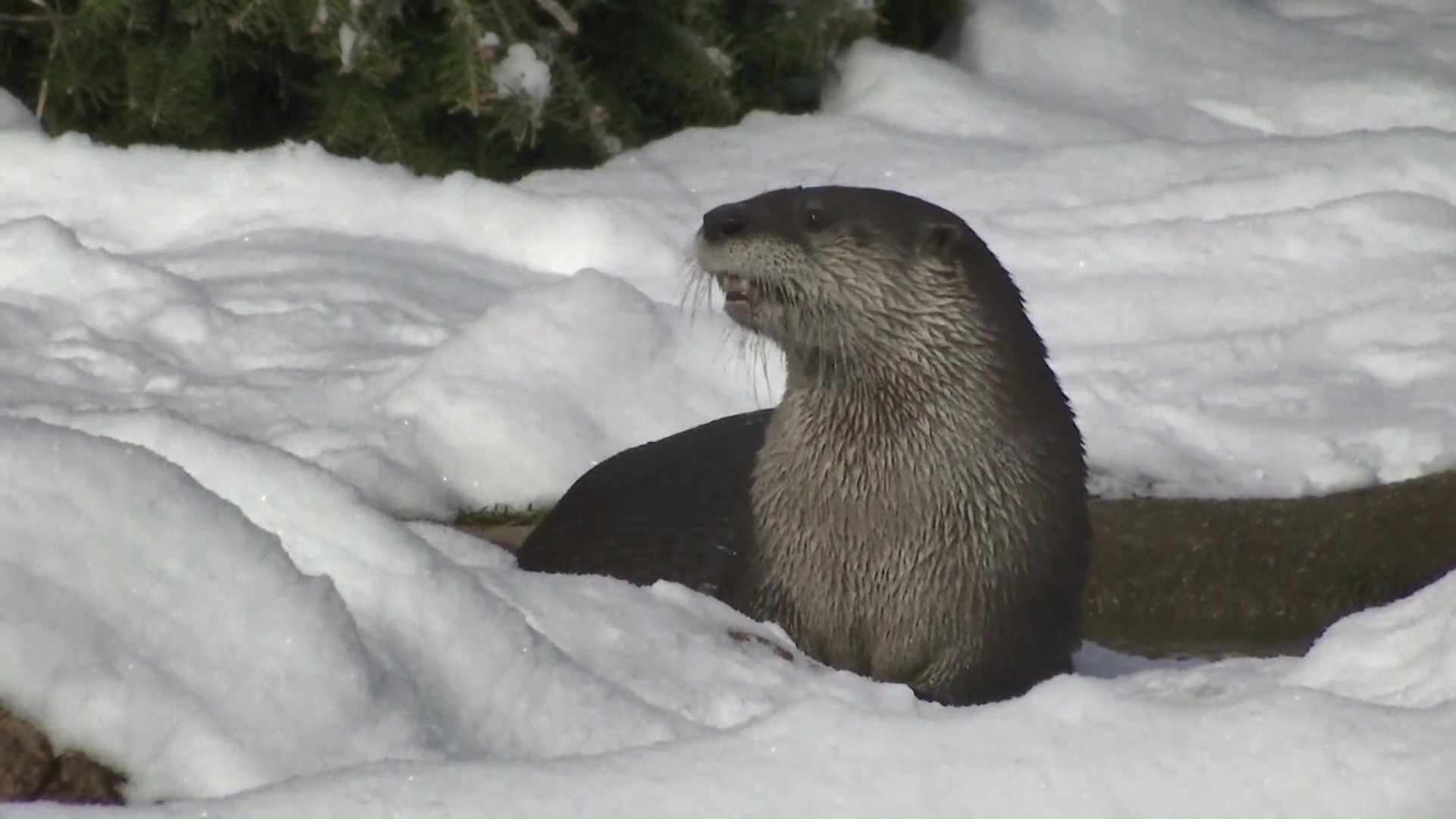 River Otter In Montana
